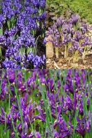 Dwarf Iris Collection (75 bulbs)